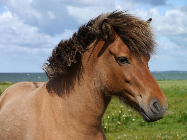 Söt Häst Vild Natur — Stockfoto