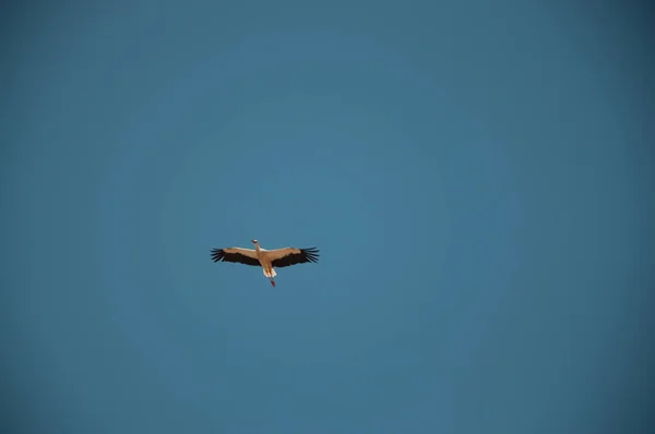 Cegonha Voando Extremadura Espanha Alange — Fotografia de Stock