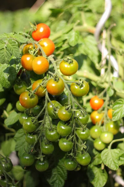 Szczep Pomidorów Dojrzałymi Pomidorami — Zdjęcie stockowe