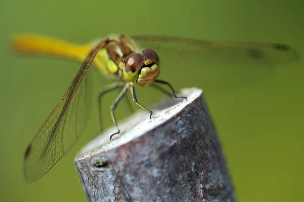 Una Libélula Verde Con Fondo Verde — Foto de Stock