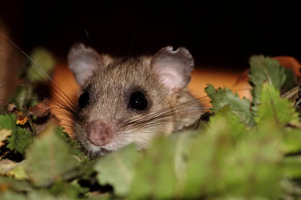 Δάσος Dormouse Στο Κουτί Φωλιά — Φωτογραφία Αρχείου