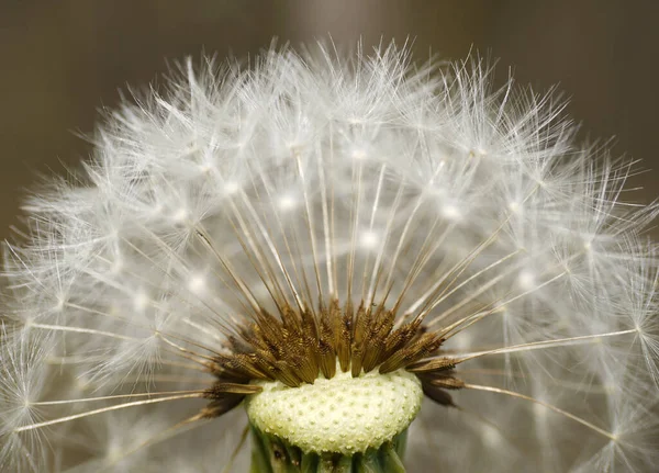 Schöne Aussicht Auf Natürliche Löwenzahnblume — Stockfoto