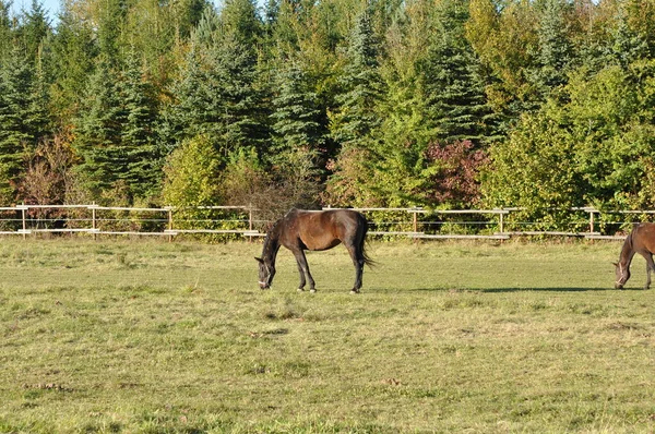 Chevaux Extérieur Jour — Photo