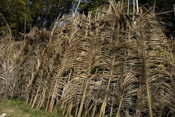 Сушені Пальмові Обмороження Мішуні Янма — стокове фото