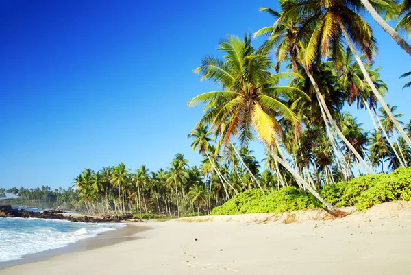 Paraíso Tropical Sri Lanka Con Palmeras Colgando Sobre Playa Blanca —  Fotos de Stock