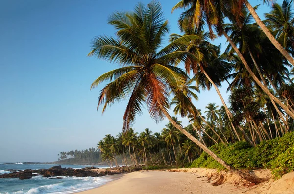 Paraíso Tropical Sri Lanka Com Palmas Penduradas Sobre Praia Branca — Fotografia de Stock