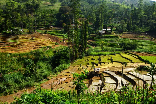 Zuid Aziatische Rijst Veld Terrassen Sri Lanka — Stockfoto