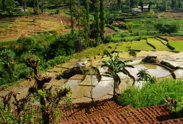 Zuid Aziatische Rijst Veld Terrassen Sri Lanka — Stockfoto