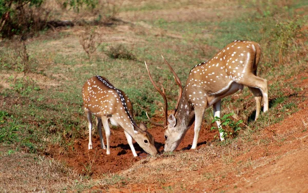 斯里兰卡亚拉国家公园 美丽的公鹿和母鹿在路边觅食 — 图库照片