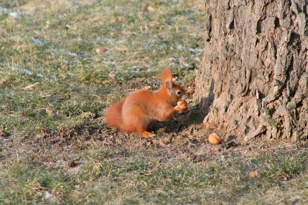 Rotes Eichhörnchen Auf Einem Baumstamm Mit Haselnüssen — Stockfoto