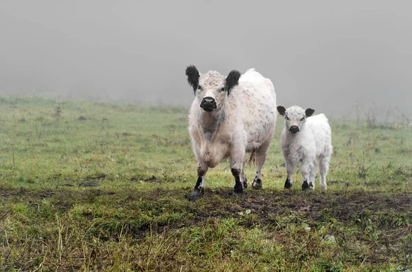 Galloway Cattle Animal Farm Animal — Stock Photo, Image