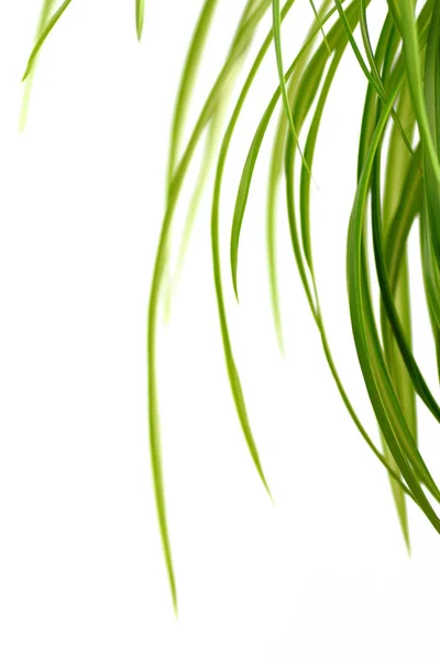 Листя Зеленої Лілії — стокове фото