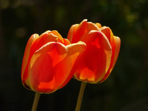 Lindas Tulipas Flores Pétalas Flora — Fotografia de Stock