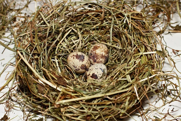 Gniazdo Ptaków Jajkiem — Zdjęcie stockowe