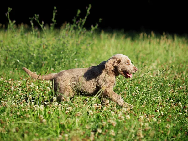 Portret Van Een Schattige Hond — Stockfoto