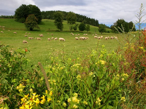 Овцы Пасутся Пастбище — стоковое фото