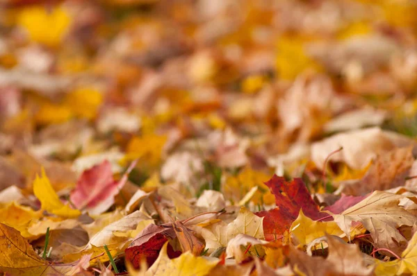 Folhas Chão Outono Como Fundo — Fotografia de Stock