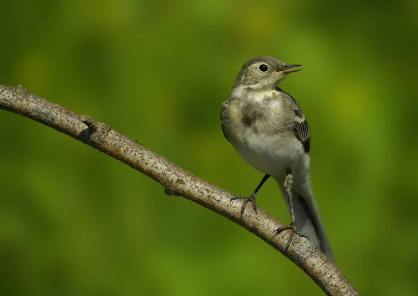 Observación Aves Lindo Pájaro Naturaleza Salvaje — Foto de Stock