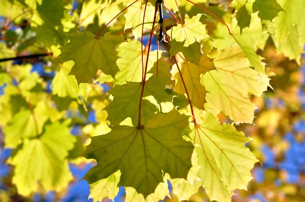 Natuurlijke Flora Loof Plantkunde — Stockfoto