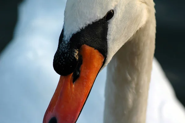 Aussichtsreiche Aussicht Auf Schöne Vögel Der Natur — Stockfoto