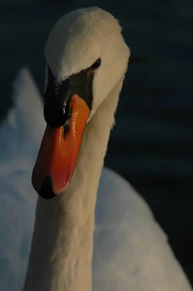 Cygne Dans Lac — Photo