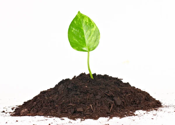 Életkoncepció Talajból Származó Kis Növénynövekedés Által — Stock Fotó