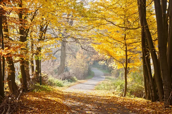 Jesienny Las Kolorowe Liście — Zdjęcie stockowe