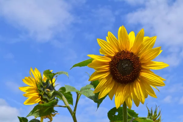 Petali Fiori Gialli Girasoli — Foto Stock