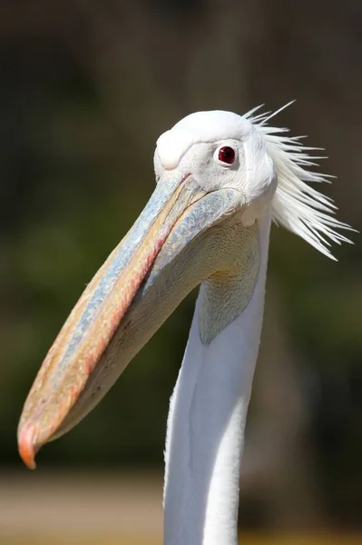 Portrét Bílého Pelikánského Ptáka Hřebenem Legrační Zvědavé Výrazy — Stock fotografie