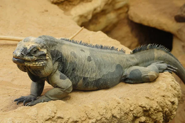 Fauna Selvatica Animale Lucertola Animale Iguana Rettile — Foto Stock