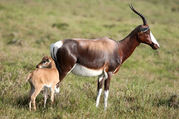 Blesbok Bontebok Antelope 039 — Stok fotoğraf