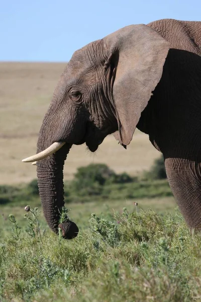 Éléphant Afrique Avec Défenses Mangeant Chardons Herbe — Photo