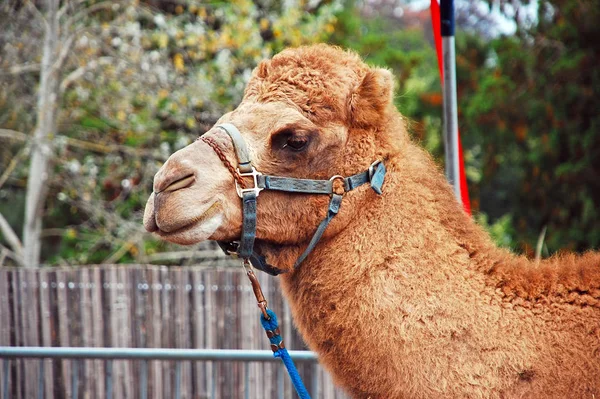 Close Van Bruine Camel — Stockfoto