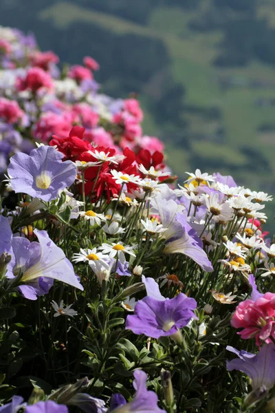 Panoramik Çiçekler Görünüm Seyahat Kavramı — Stok fotoğraf