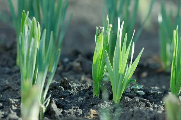 Pequena Planta Crescendo Fora Solo Primavera — Fotografia de Stock