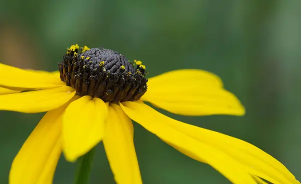 Field Flora Flowers Petals Coneflowers — Stock Photo, Image