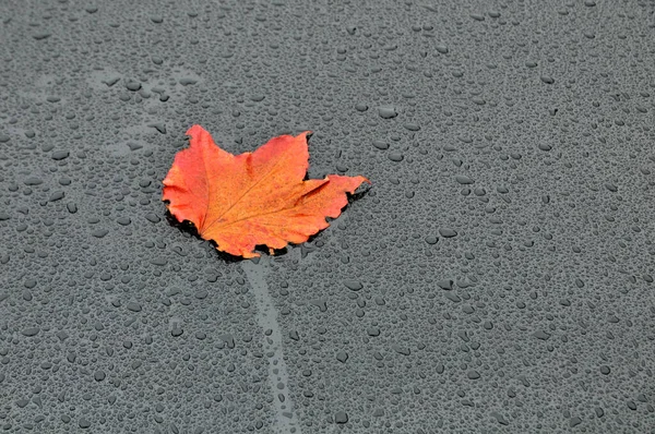 Hermoso Follaje Colorido Otoño —  Fotos de Stock