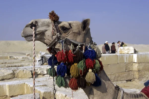 Cammello Animale Fauna Naturale — Foto Stock