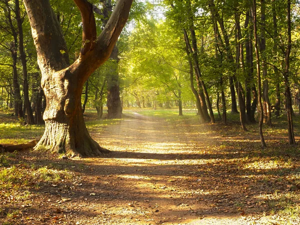 Camino Otoño Caminar Naturaleza Clima Otoñal —  Fotos de Stock