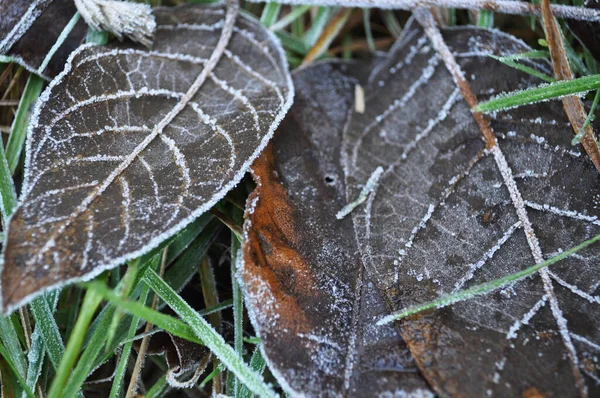 Frost Brown Leaves Leaves — Stock Photo, Image