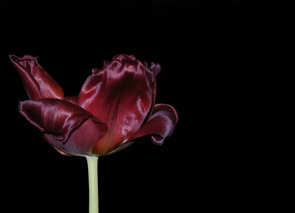 Vacker Utsikt Över Vackra Tulpan Blomma — Stockfoto