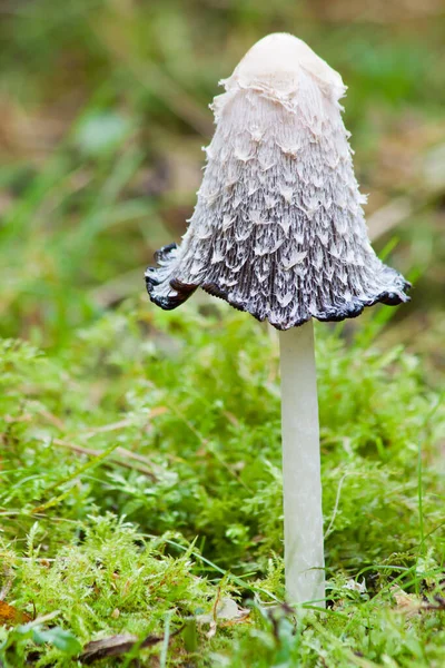 Mushrooms Growing Fungus Flora Botany — Stock Photo, Image