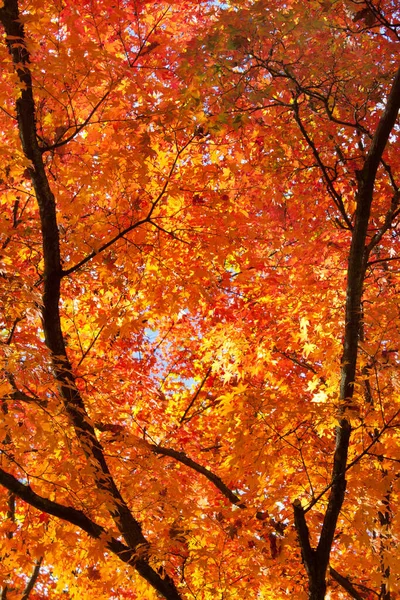 Höst Lövverk Höst Säsong Blad — Stockfoto