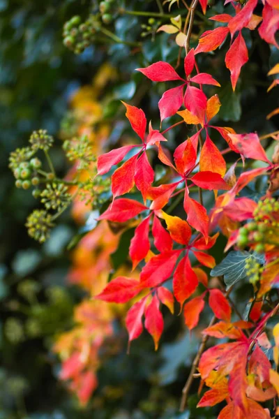 Hojas Rojas Colorido Enredadera Virginiana Hiedra Común Otoño — Foto de Stock