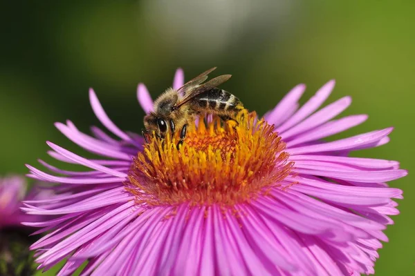 Bij Aster — Stockfoto