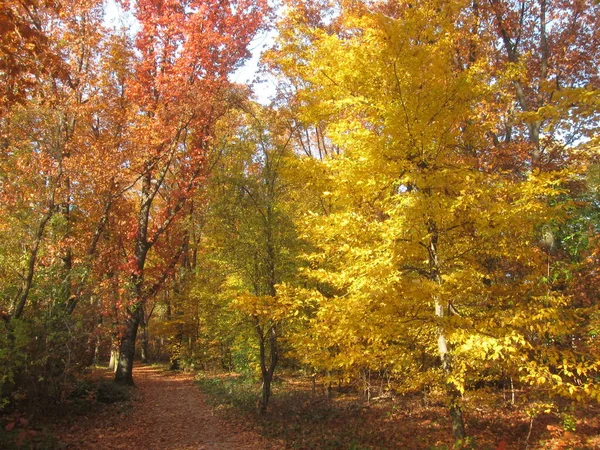 Forêt Automne Feuilles Colorées — Photo