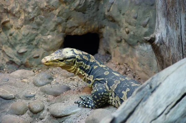 Животные Дикой Природы Ящерицы Рептилии Игуаны — стоковое фото