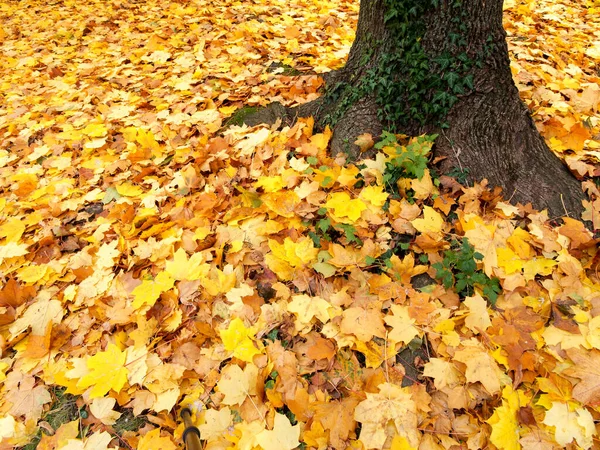 Follaje Otoño Cubierto Con Los Colores Del Suelo Naturaleza — Foto de Stock