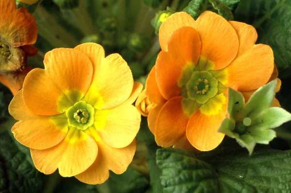 Pétales Fleurs Flore Été — Photo