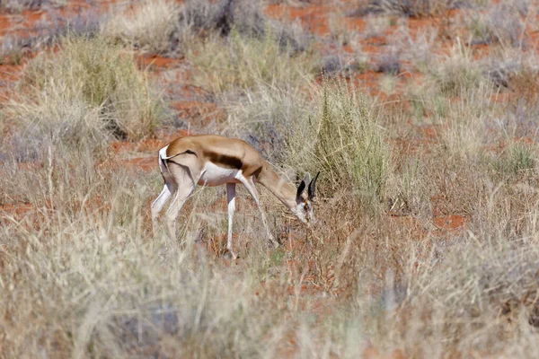 Springboks Στο Εθνικό Πάρκο Namibrand — Φωτογραφία Αρχείου